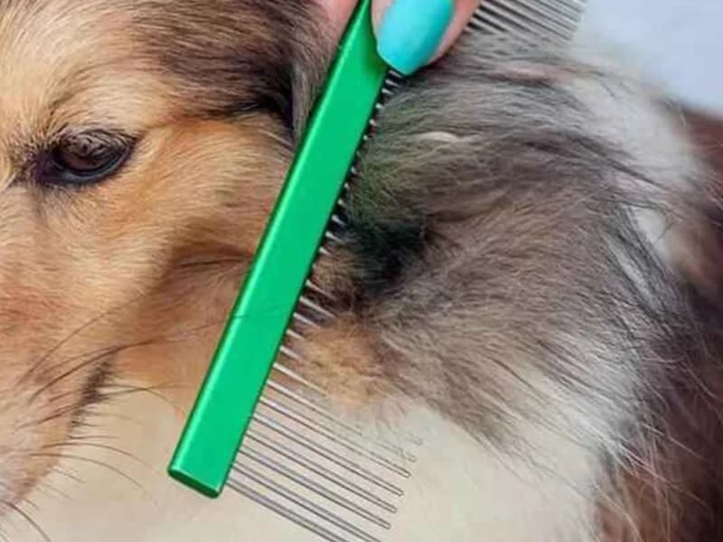 A few small tangles that brush out easily