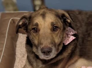 Scylla, a German Shepherd and Labrador mix, relaxing on a dog bed after a groom